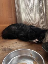 Lost Male Cat last seen Locarno park, Vancouver, BC V6R 1C8