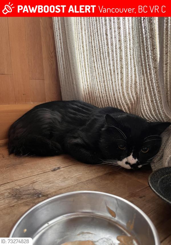 Lost Male Cat last seen Locarno park, Vancouver, BC V6R 1C8