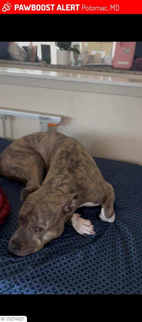 Lost Male Dog last seen fontaine & seven locks road, Potomac, MD 20854