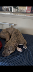 Lost Male Dog last seen fontaine & seven locks road, Potomac, MD 20854