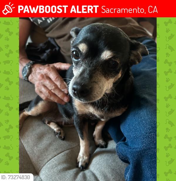 Lost Female Dog last seen Freeport & Fruitridge, Sacramento, CA 95822