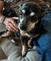 Lost Female Dog last seen Freeport & Fruitridge, Sacramento, CA 95822