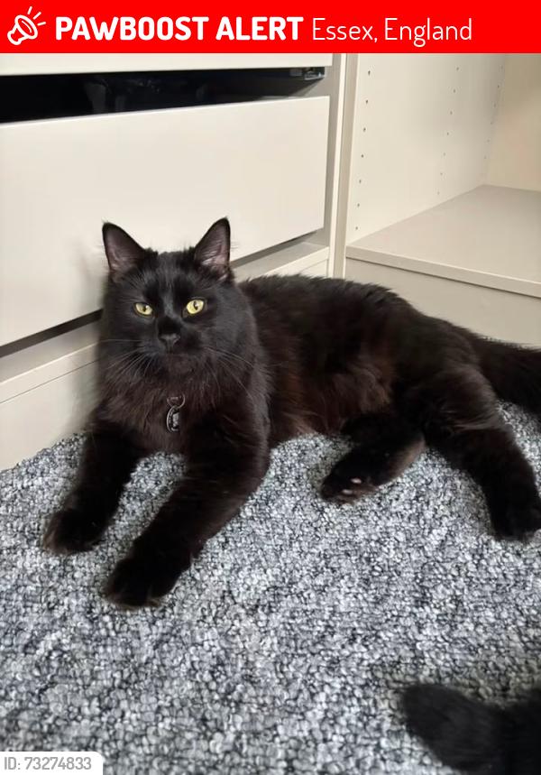 Lost Female Cat last seen Cotswold Road, Essex, England 