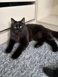 Lost Female Cat last seen Cotswold Road, Essex, England 
