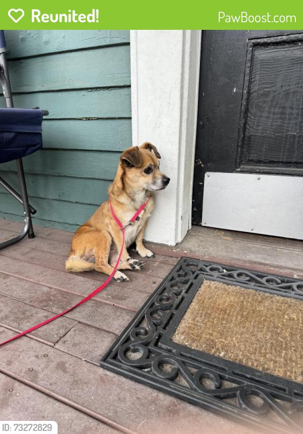 Reunited Male Dog last seen Near S Sheridan Ave, Tacoma, WA 98405, USA, Tacoma, WA 98405