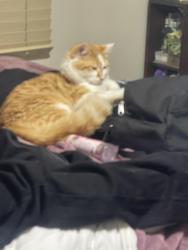 Lost Male Cat last seen Noche Buena street, Seaside, CA 93955