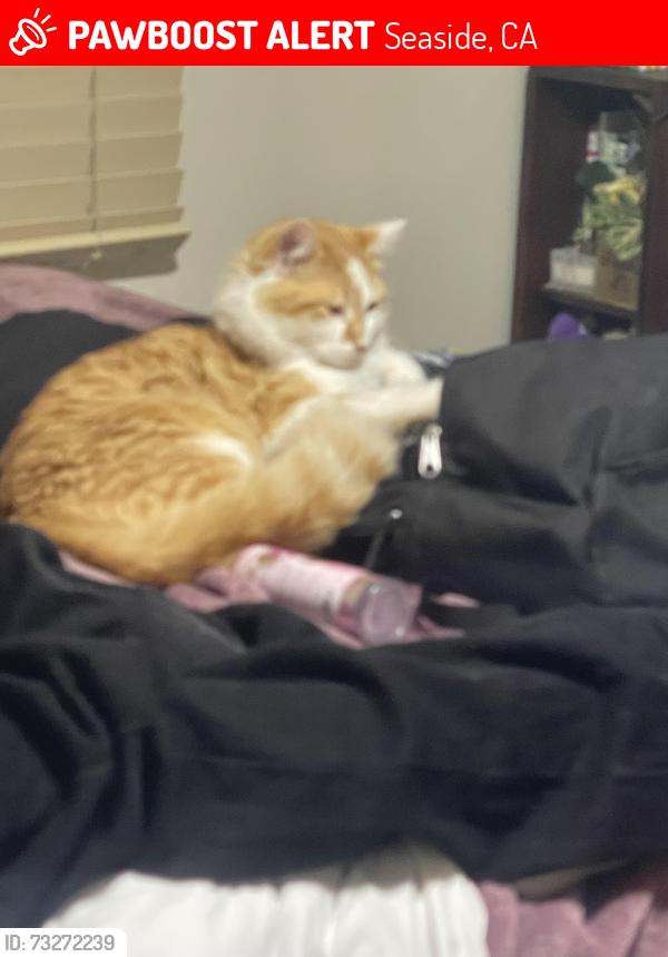 Lost Male Cat last seen Noche Buena street, Seaside, CA 93955