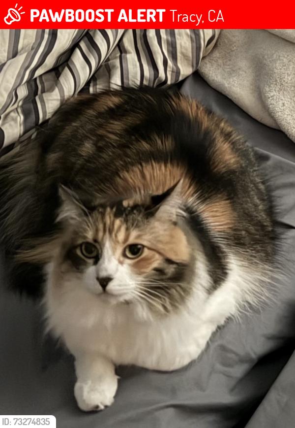 Lost Female Cat last seen Questa trail, Questa pocket park, Tracy, CA 95391