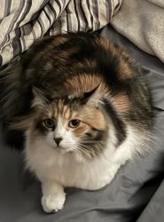 Lost Female Cat last seen Questa trail, Questa pocket park, Tracy, CA 95391