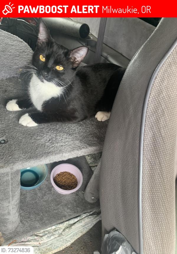 Lost Female Cat last seen Se Linwood and johnson creek, Milwaukie, OR 97222