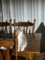 Reunited Female Cat last seen Addison & st Joe, Fort Wayne, IN 46805
