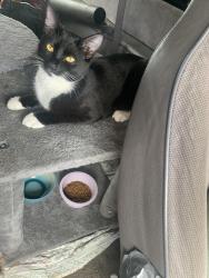 Lost Female Cat last seen Se Linwood and johnson creek, Milwaukie, OR 97222