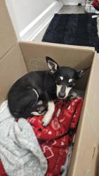 Found/Stray Female Dog last seen Cleveland,TX off County Rd 591419, Liberty County, TX 77327