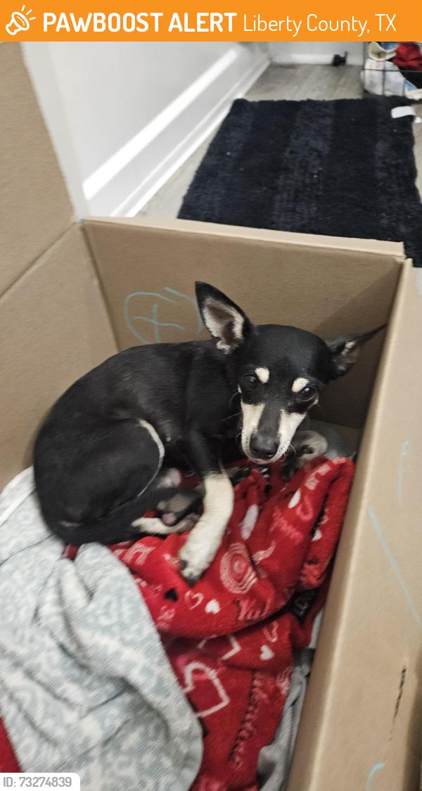Found/Stray Female Dog last seen Cleveland,TX off County Rd 591419, Liberty County, TX 77327