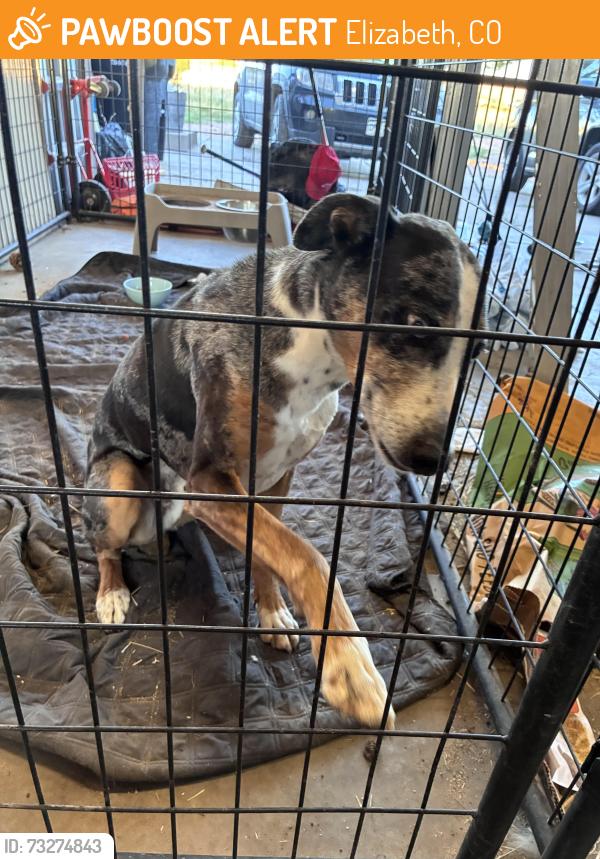 Found/Stray Male Dog last seen Near Shenandoah dr, 80107, Elizabeth, CO 80107