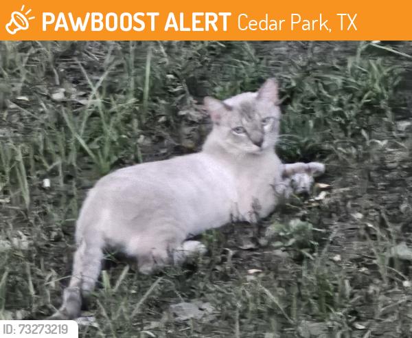 Found/Stray Male Cat last seen Prize Oaks, Limestone, Cedar Park, TX 78613