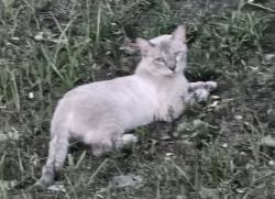 Found/Stray Male Cat last seen Prize Oaks, Limestone, Cedar Park, TX 78613