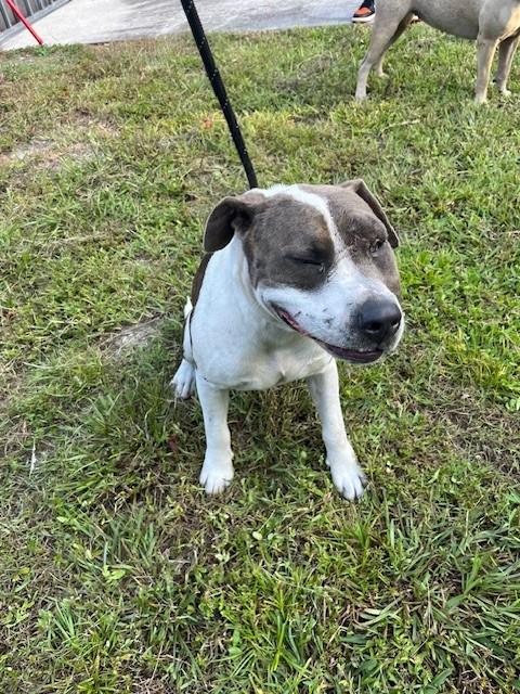 Shelter Stray Male Dog last seen Near BLOCK NW 7TH CT, 3599 NW 79th Ave, Doral, FL 33122, USA