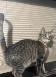Lost Female Cat last seen Georges road/ Dirt Lane, Wapwallopen, PA 18660