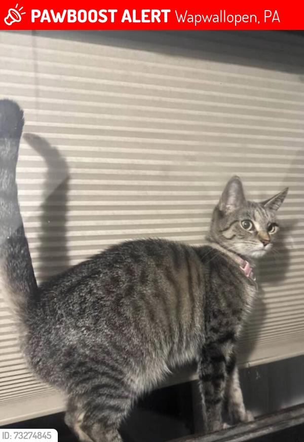 Lost Female Cat last seen Georges road/ Dirt Lane, Wapwallopen, PA 18660