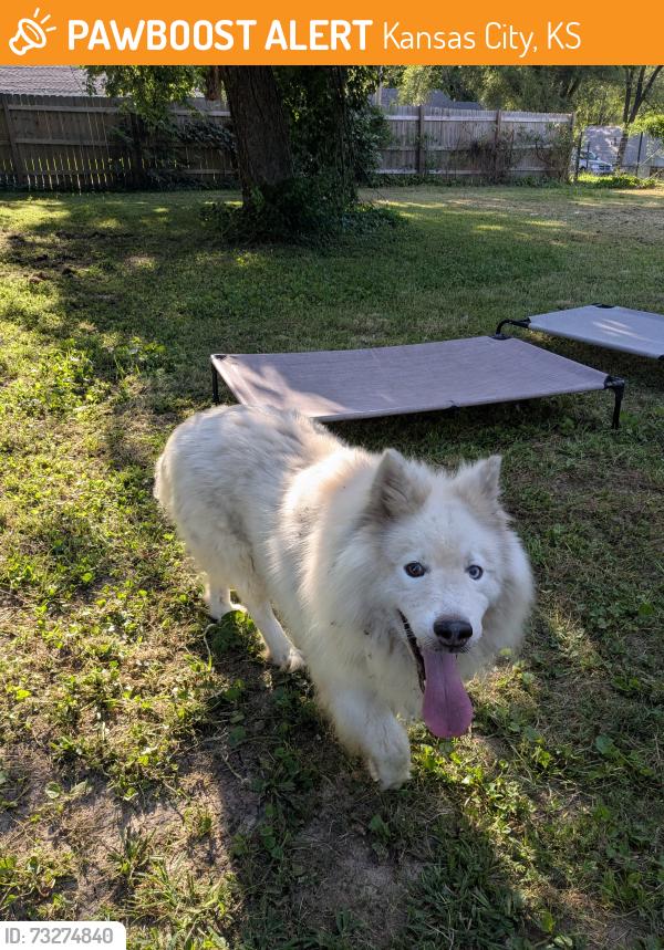 Found/Stray Male Dog last seen Parallel, Leavenworth, Kansas City, KS 66104