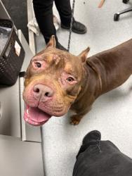 Shelter Stray Male Dog last seen Near, 2600 S Harding St, Indianapolis, IN 46221, USA