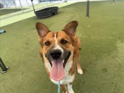 Shelter Stray Male Dog last seen , 11361 W Pico Blvd, Los Angeles, CA 90064, USA