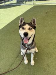 Shelter Stray Male Dog last seen , 11361 W Pico Blvd, Los Angeles, CA 90064, USA