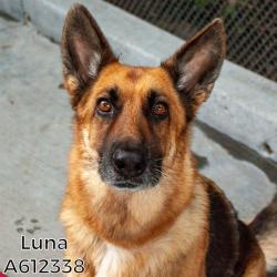 Shelter Stray Female Dog last seen 5OTH AVE & 75TH AVE, 2127 Front St, Sacramento, CA 95818, USA