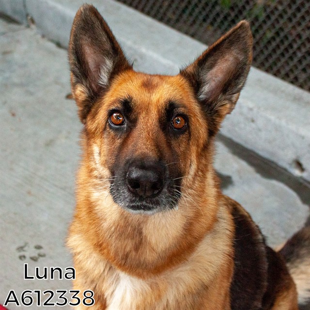 Shelter Stray Female Dog last seen 5OTH AVE & 75TH AVE, 2127 Front St, Sacramento, CA 95818, USA