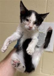 Shelter Stray Female Cat last seen REXLEIGH DR & HARI GOPAL WAY, 2127 Front St, Sacramento, CA 95818, USA
