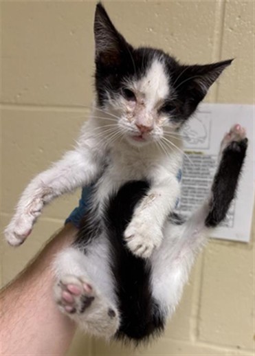 Shelter Stray Female Cat last seen REXLEIGH DR & HARI GOPAL WAY, 2127 Front St, Sacramento, CA 95818, USA