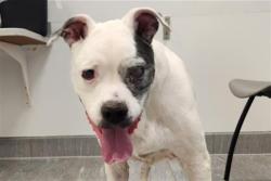 Shelter Stray Female Dog last seen QUEBEC AND I-70, 2080 S Quebec St, Denver, CO 80231, USA