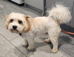 Shelter Stray Male Dog last seen Near BLOCK E MISSISSIPPI AVE, AURORA CO 80012 3419, 2080 S Quebec St, Denver, CO 80231, USA