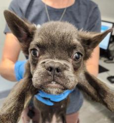 Shelter Stray Male Dog last seen , 2080 S Quebec St, Denver, CO 80231, USA