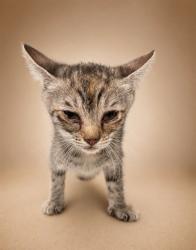 Shelter Stray Female Cat last seen , 38550 Sierra Hwy, Palmdale, CA 93550, USA