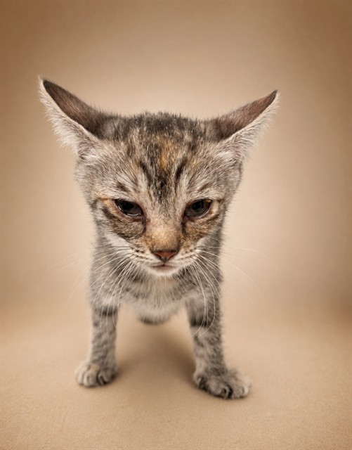 Shelter Stray Female Cat last seen , 38550 Sierra Hwy, Palmdale, CA 93550, USA