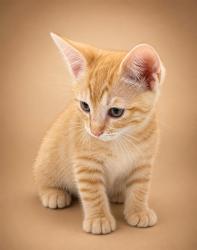 Shelter Stray Male Cat last seen , 38550 Sierra Hwy, Palmdale, CA 93550, USA