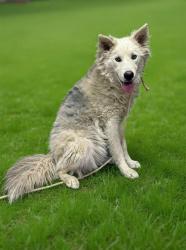 Shelter Stray Male Dog last seen , 38550 Sierra Hwy, Palmdale, CA 93550, USA