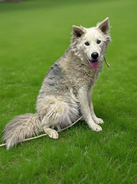 Shelter Stray Male Dog last seen , 38550 Sierra Hwy, Palmdale, CA 93550, USA