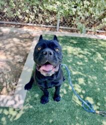 Shelter Stray Male Dog last seen , West Valley Animal Shelter, 20655 Plummer St, Chatsworth, CA 91311, USA