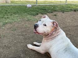 Shelter Stray Male Dog last seen Near BLOCK BANK ST, 3528 Newburg Rd, Louisville, KY 40218, USA