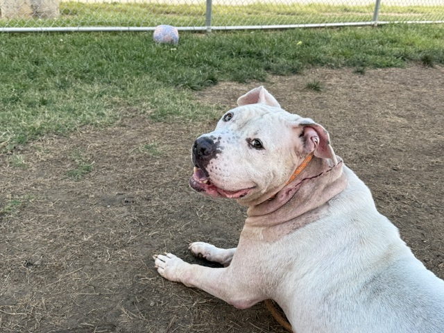 Shelter Stray Male Dog last seen Near BLOCK BANK ST, 3528 Newburg Rd, Louisville, KY 40218, USA