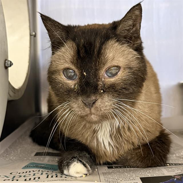 Shelter Stray Male Cat last seen Near BLK OF LONGRIDGE LAS VEGAS, 655 N Mojave Rd, Las Vegas, NV 89101, USA
