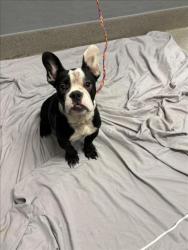 Shelter Stray Male Dog last seen Near BLOCK JAMIE LEE AVE, LAS VEGAS NV 89149, 655 N Mojave Rd, Las Vegas, NV 89101, USA