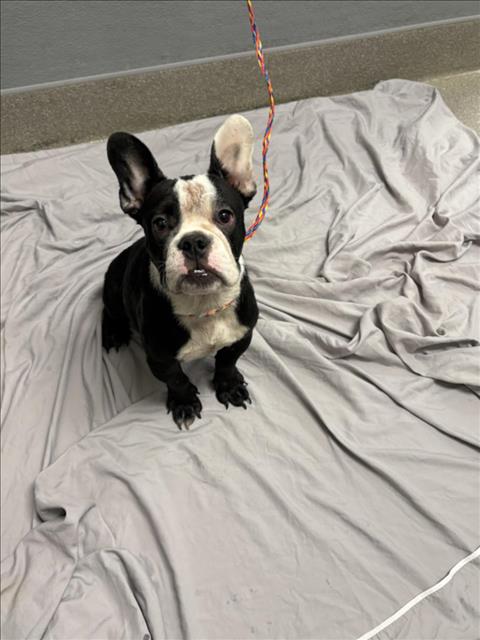 Shelter Stray Male Dog last seen Near BLOCK JAMIE LEE AVE, LAS VEGAS NV 89149, 655 N Mojave Rd, Las Vegas, NV 89101, USA