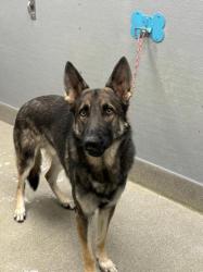 Shelter Stray Male Dog last seen Near BLOCK CALIFORNIA PINE, 655 N Mojave Rd, Las Vegas, NV 89101, USA
