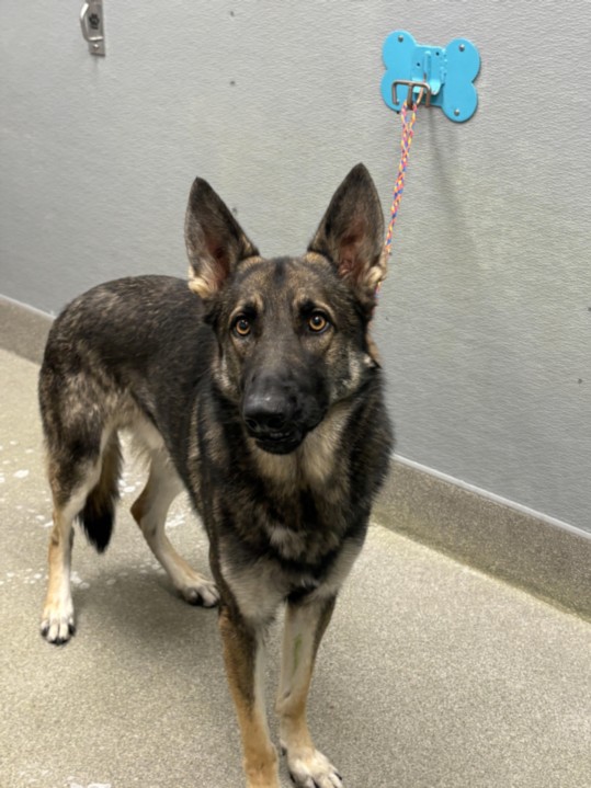 Shelter Stray Male Dog last seen Near BLOCK CALIFORNIA PINE, 655 N Mojave Rd, Las Vegas, NV 89101, USA