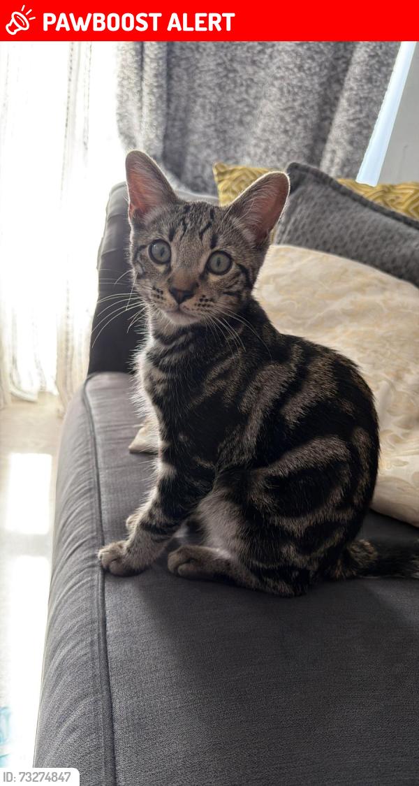 Lost Male Cat last seen green st green near londis and co op, Green Street Green, England DA2 8DP