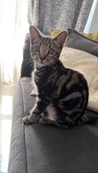 Lost Male Cat last seen green st green near londis and co op, Green Street Green, England DA2 8DP